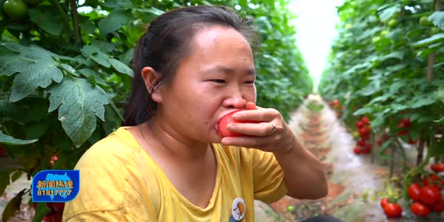 江夏番茄再添新品种 小时候的味道抢“鲜”上市