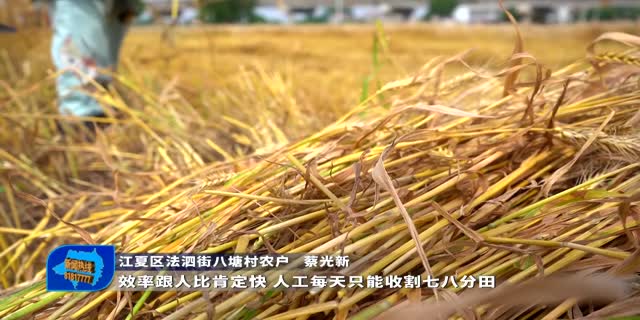 江夏法泗五千亩小麦迎来收割 耕种防收全程机械化